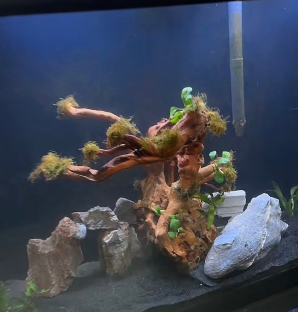 Aquascaping/Interior Design