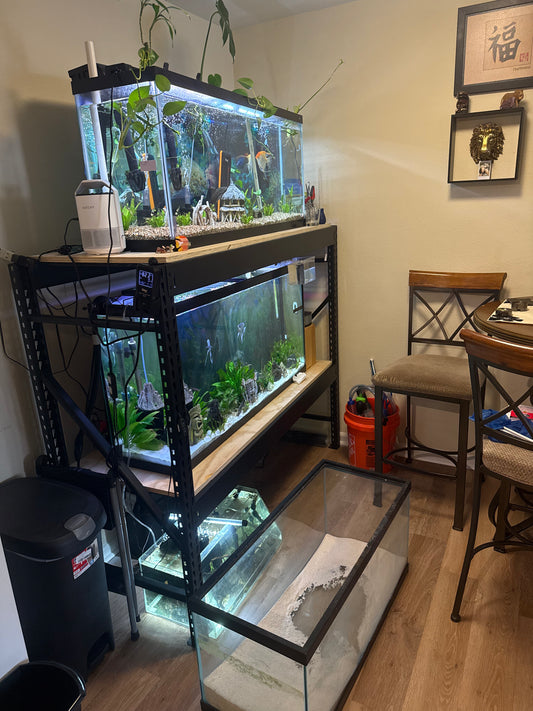 Aquascaping/Interior Design